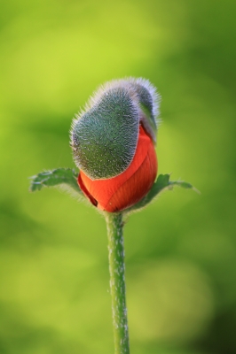 Emerging poppy head